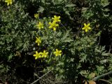 Potentilla argentea