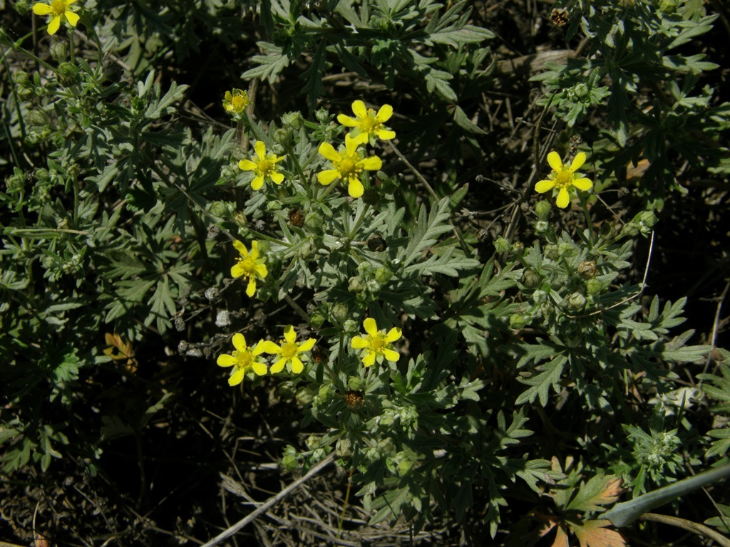 Image of Potentilla argentea specimen.