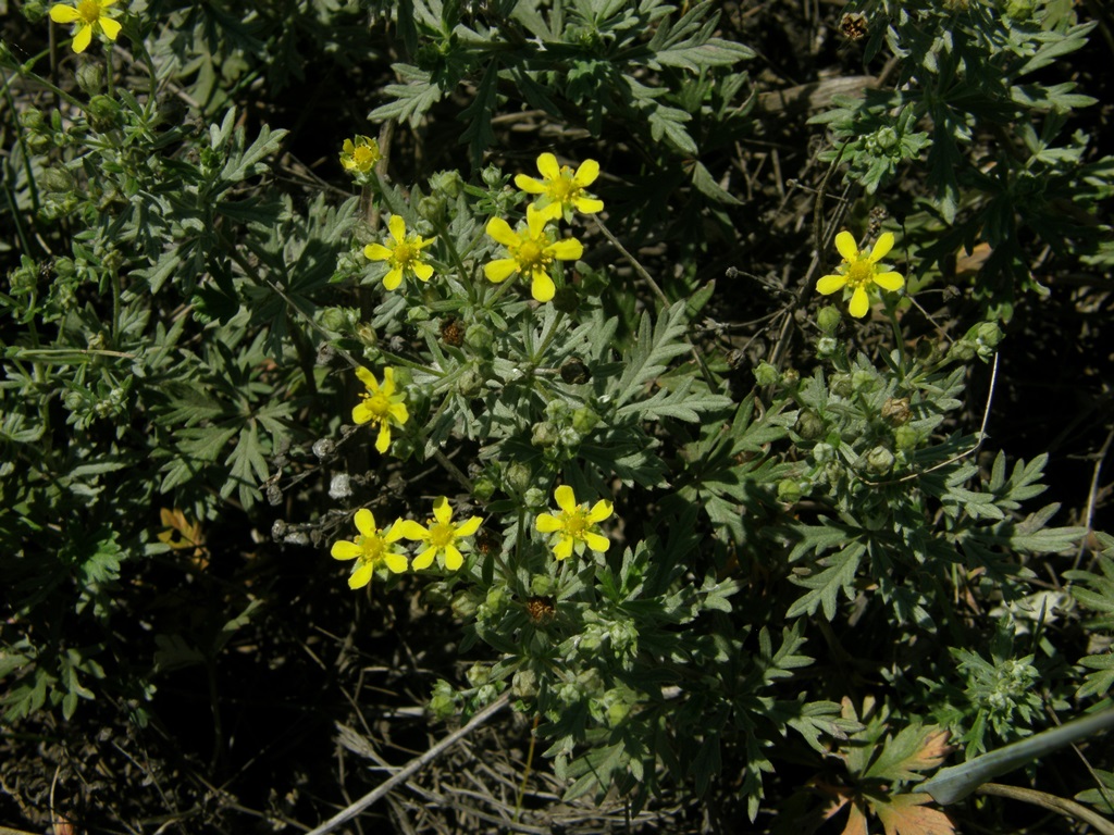 Изображение особи Potentilla argentea.