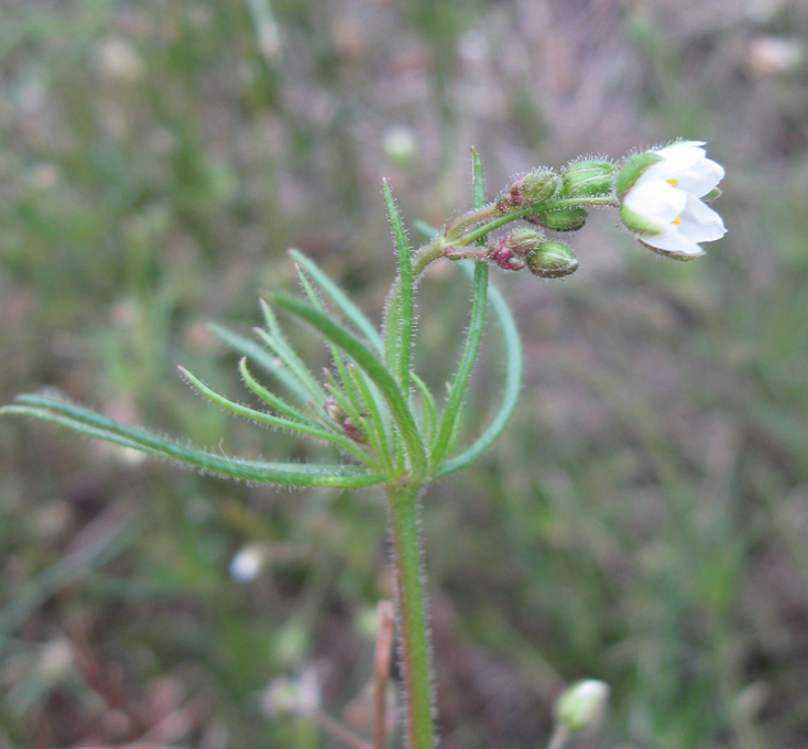 Изображение особи Spergula arvensis.