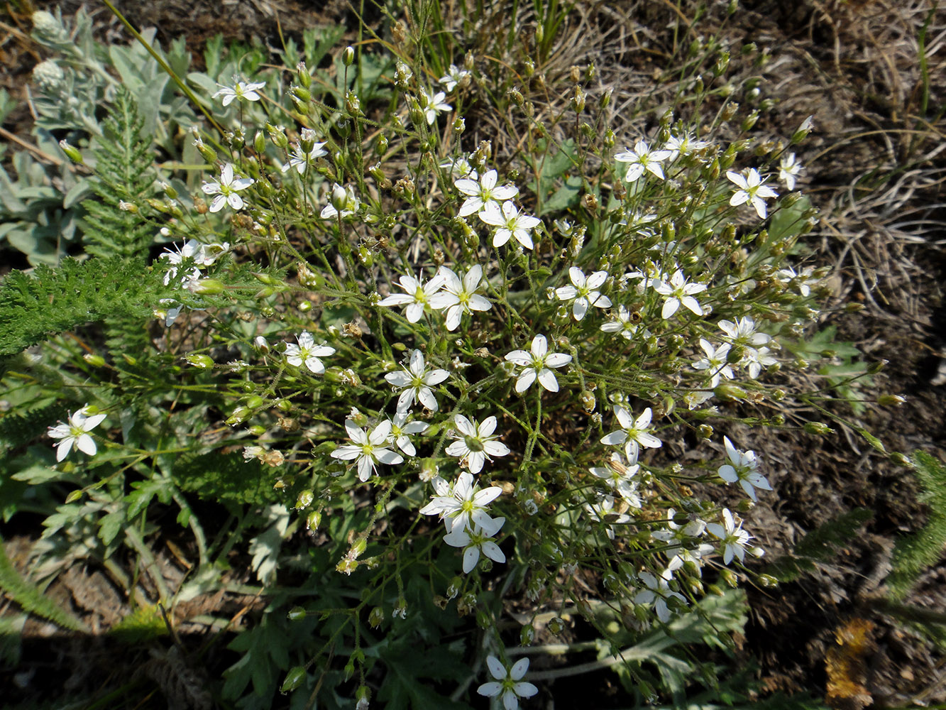 Image of Minuartia verna specimen.