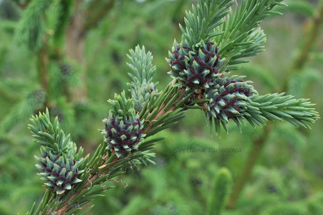 Image of Picea obovata specimen.