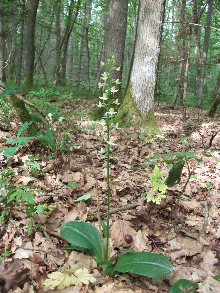 Image of Platanthera chlorantha specimen.