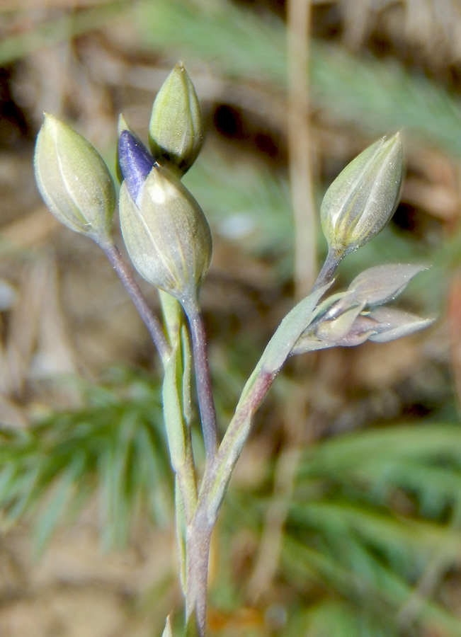 Изображение особи Linum squamulosum.