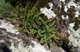 Ceterach officinarum. Спороносящие вайи в сообществе с Asplenium trichomanes. Республика Адыгея, Майкопский р-н, ок. 3 км к северу от пос. Гузерипль, восточный склон горы Казачья, выс. ок. 1200 м н.у.м., на скале. 24.07.2016.