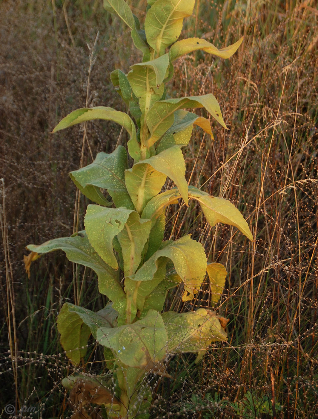 Изображение особи Verbascum phlomoides.