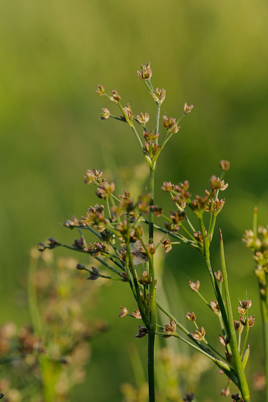 Изображение особи Juncus articulatus.