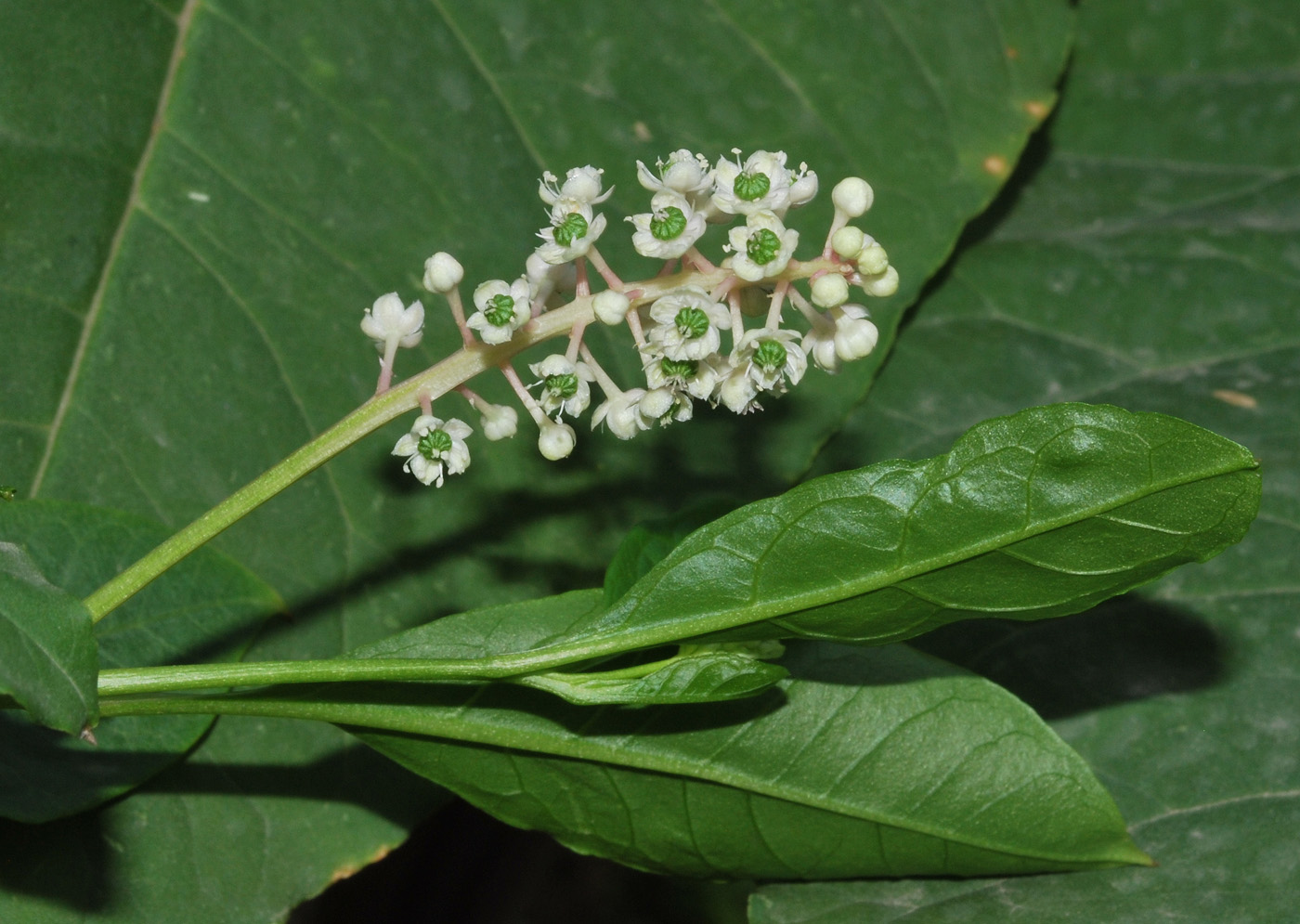 Изображение особи Phytolacca americana.