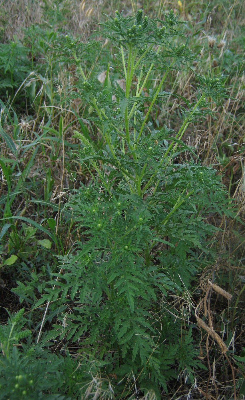 Image of Ambrosia artemisiifolia specimen.