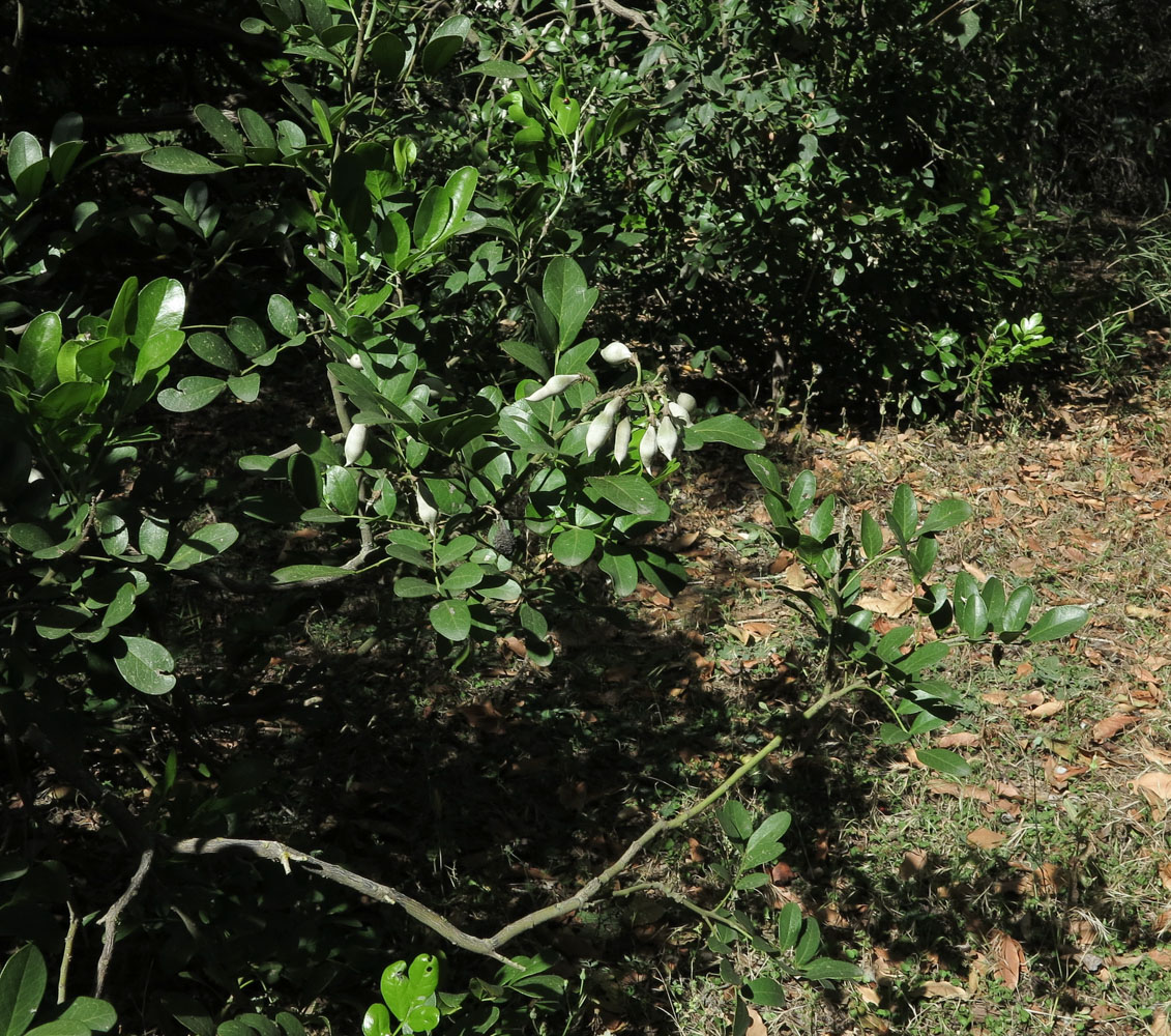 Image of Sophora secundiflora specimen.