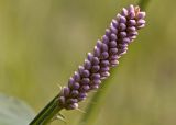 Bistorta officinalis. Распускающееся соцветие. Тверская обл., Кимрский р-н, окр. дер. Сыркино, залежь. 10.06.2015.