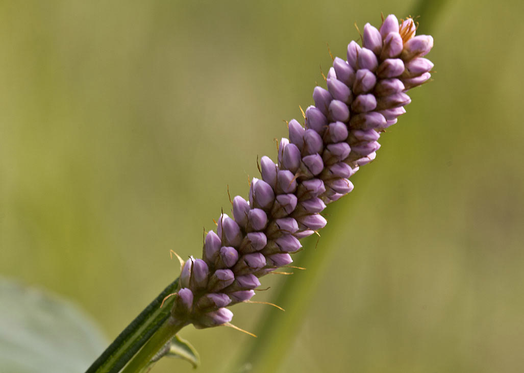 Image of Bistorta officinalis specimen.