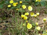 Tussilago farfara. Побеги с соцветиями. Украина, Ивано-Франковская обл., Болеховский горсовет, c. Поляница, берег р. Сукель. 13.04.2012.