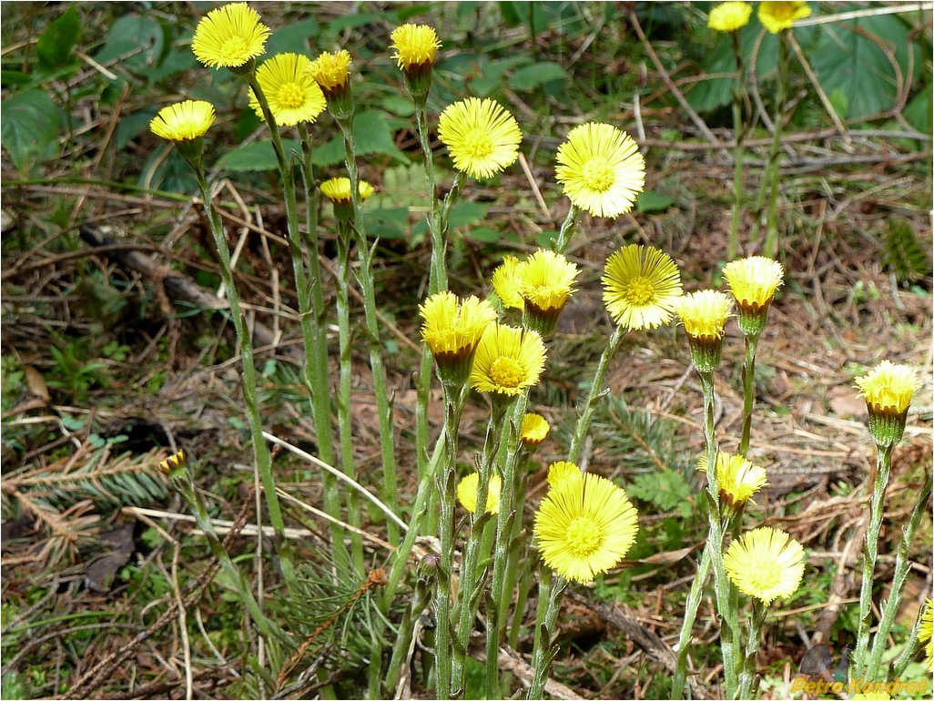 Изображение особи Tussilago farfara.