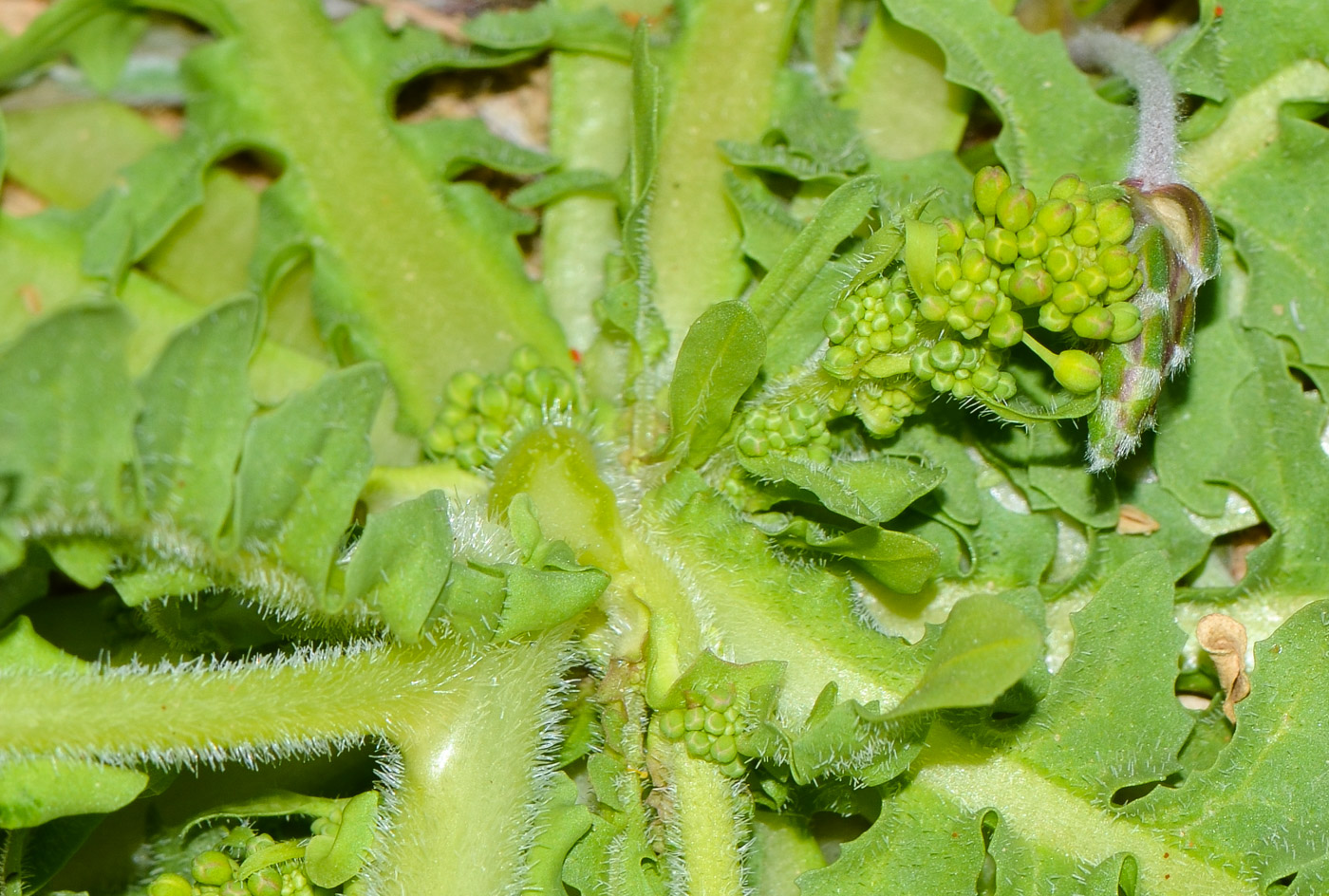 Image of Schimpera arabica specimen.