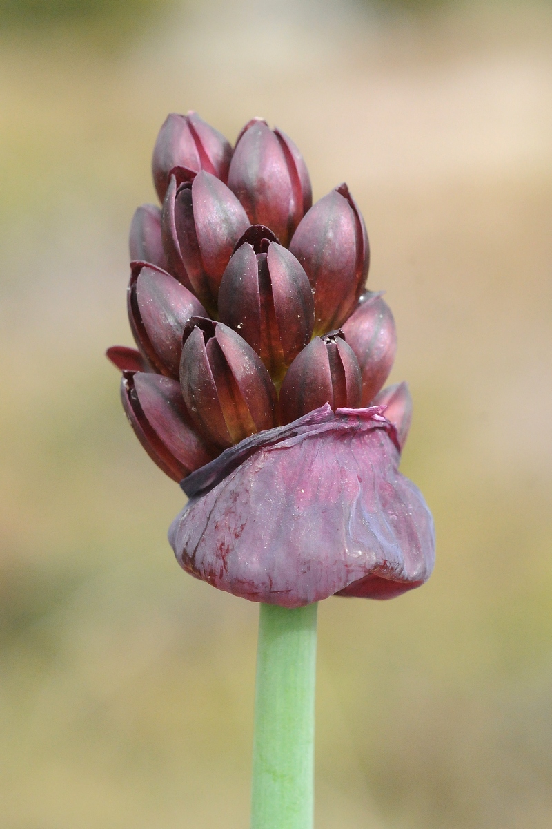 Image of Allium atrosanguineum specimen.