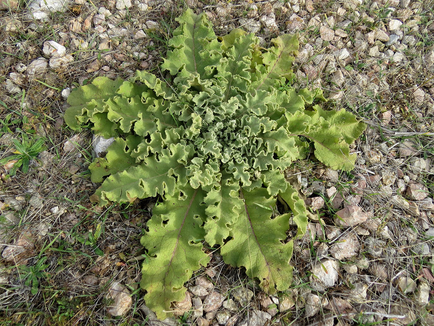 Изображение особи Verbascum undulatum.