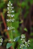 Nepeta cataria. Верхушка цветущего растения. Казахстан, Алматинская обл., Ескельдинский р-н, Нижнее ущелье р. Коксу, правый берег в р-не пор. Водопадный, прибрежная полоса кустарников, 940 м н.у.м. 25.08.2016.