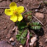 Image of taxon representative. Author is Сергей Глотов