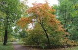 Acer pseudosieboldianum