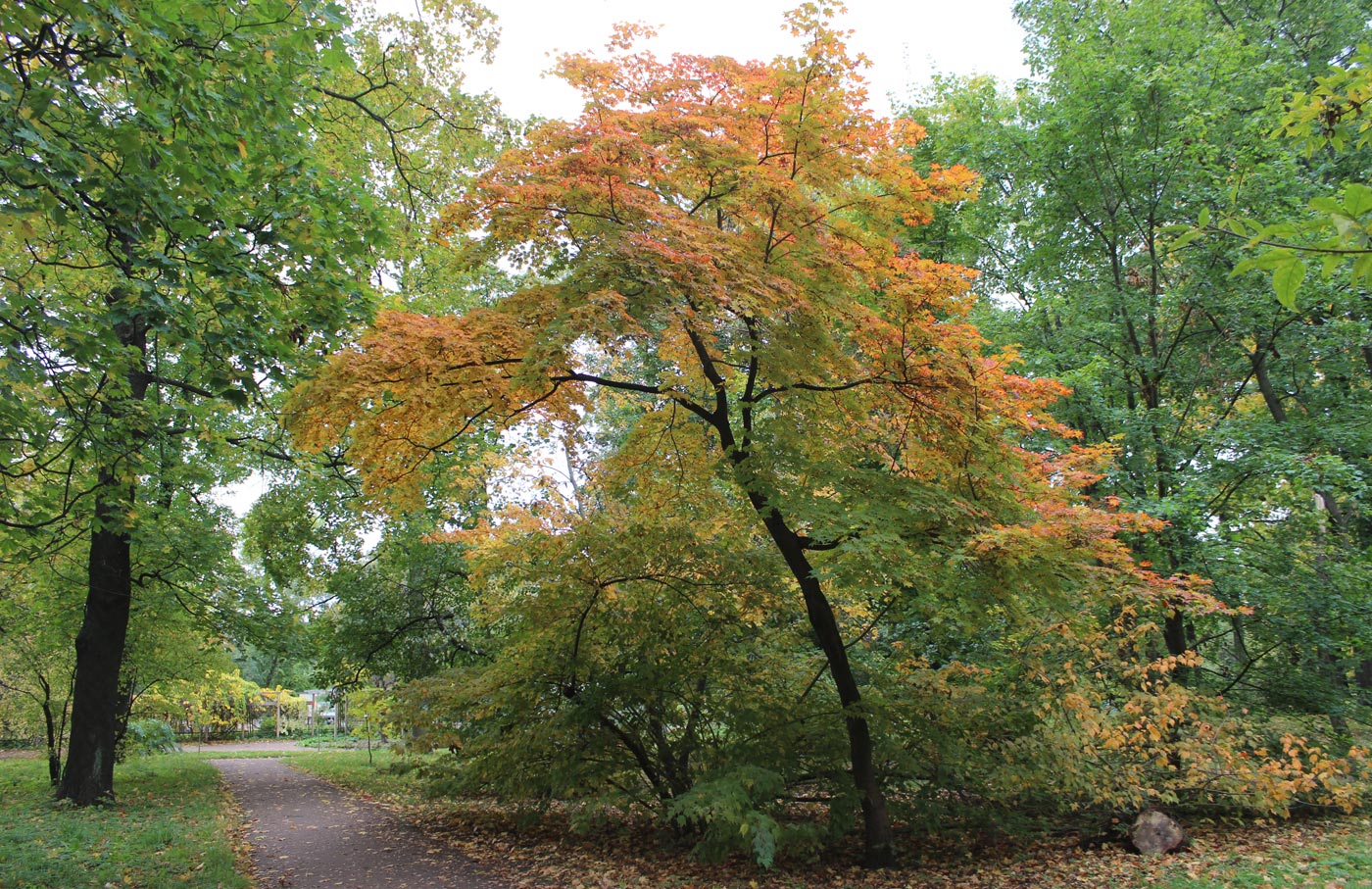 Image of Acer pseudosieboldianum specimen.