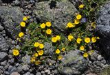 Potentilla gelida. Цветущие растения. Кабардино-Балкария, Эльбрусский р-н, пик Терскол, ≈ 3100 м н.у.м., каменистый склон. 14.07.2016.