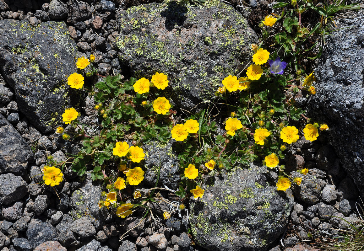 Изображение особи Potentilla gelida.