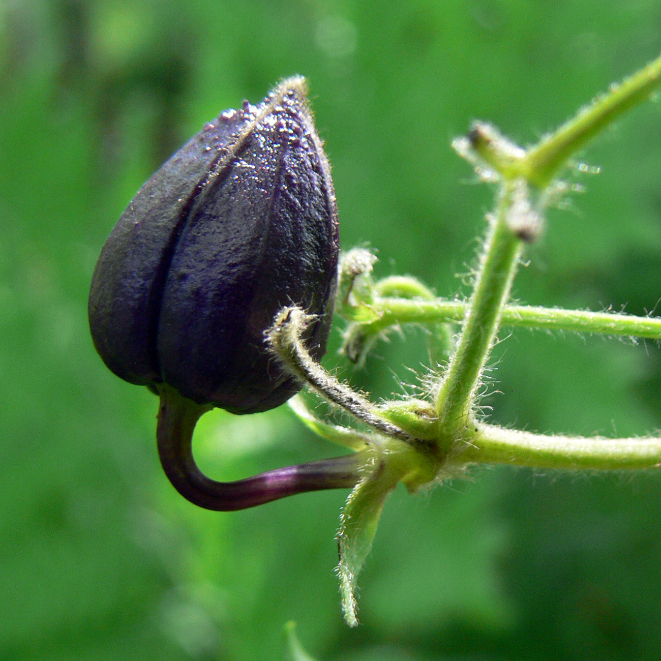 Изображение особи Clematis fusca.