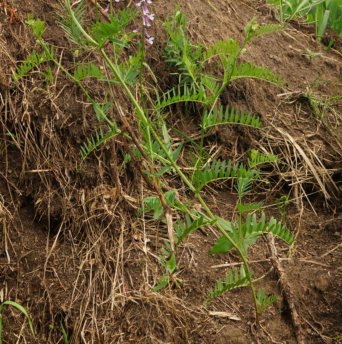 Изображение особи Vicia tenuifolia.