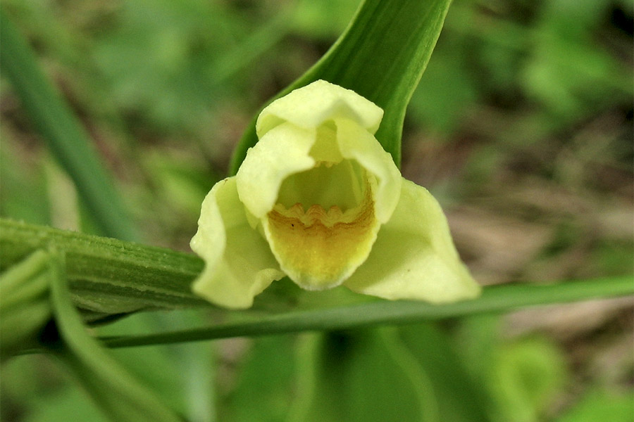 Изображение особи Cephalanthera damasonium.