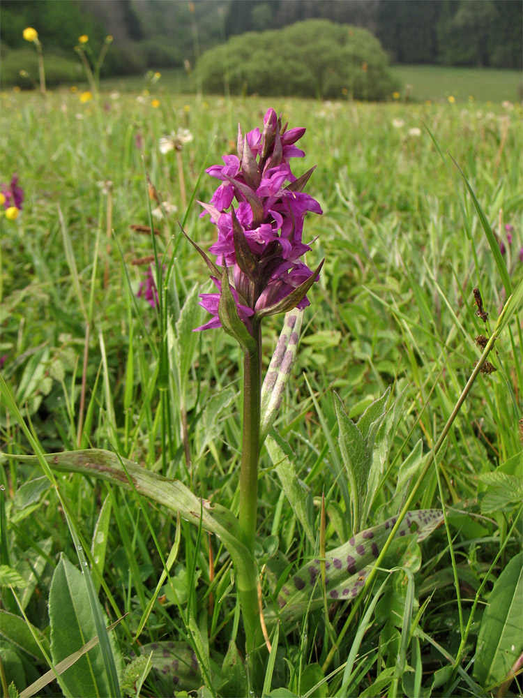 Изображение особи Dactylorhiza &times; aschersoniana.