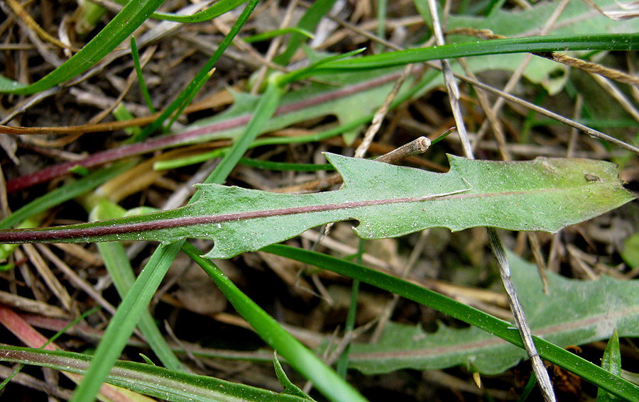 Image of Taraxacum bessarabicum specimen.