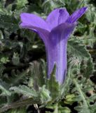 Campanula rupestris