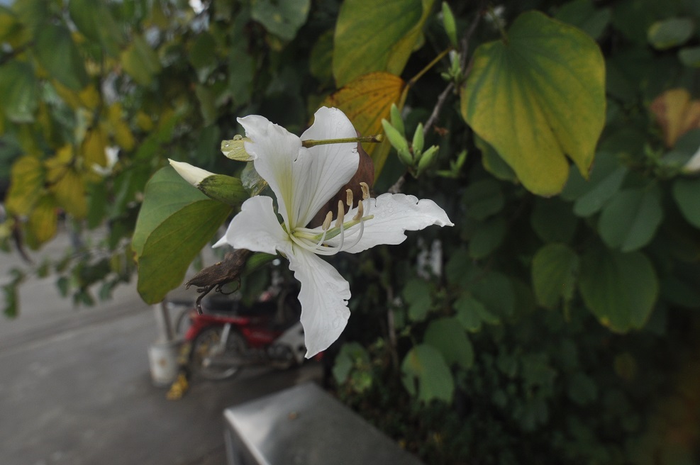 Image of Bauhinia variegata specimen.