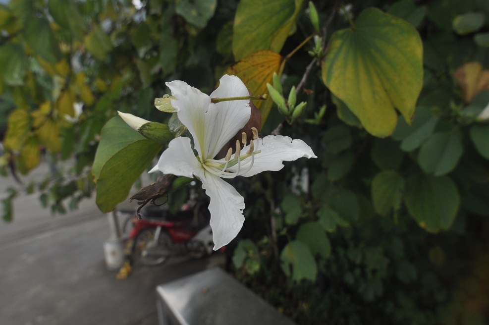 Изображение особи Bauhinia variegata.