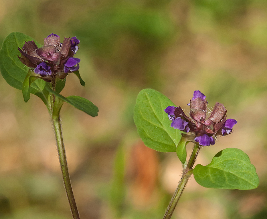 Image of Prunella vulgaris specimen.