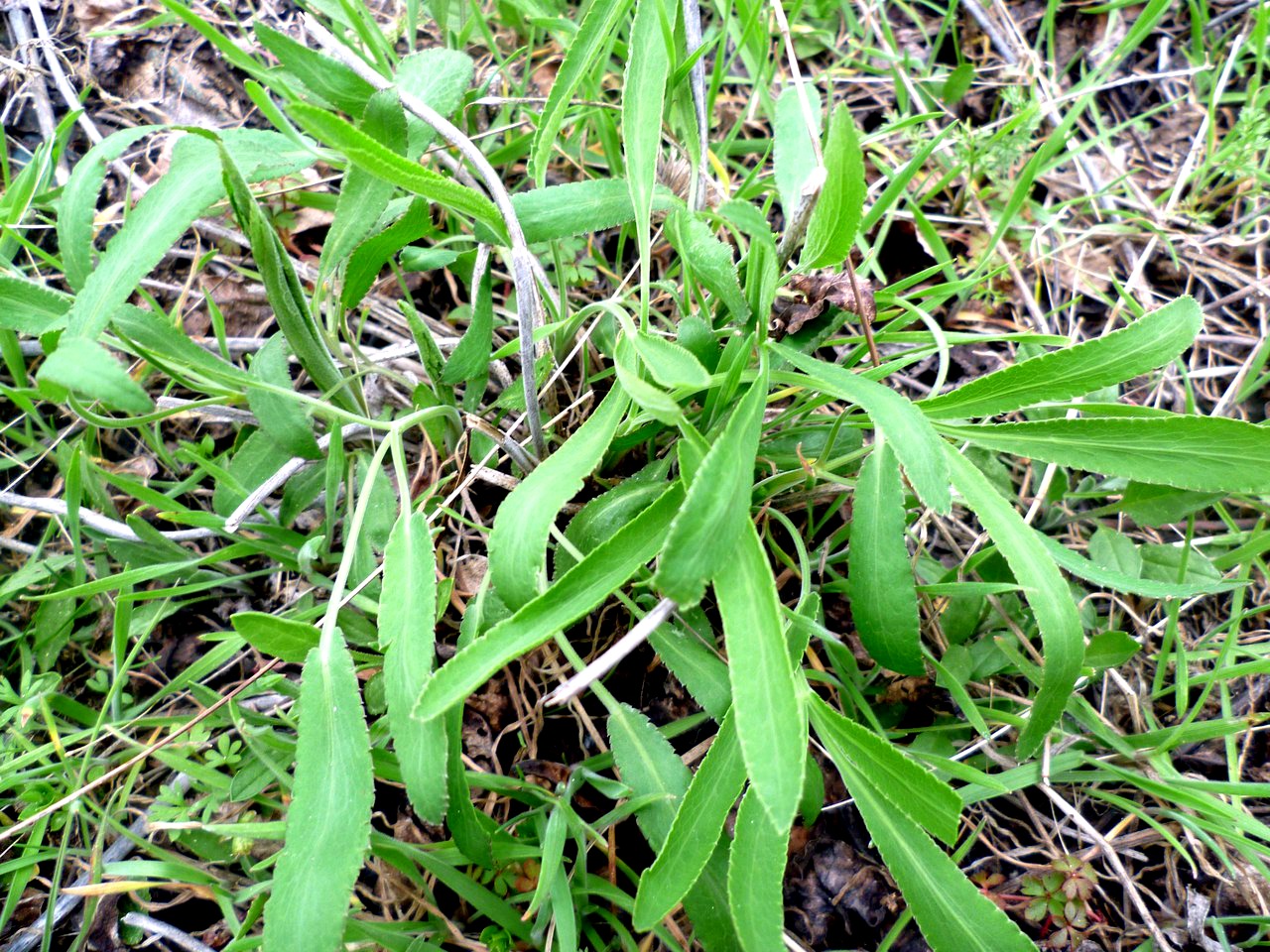 Изображение особи Falcaria vulgaris.