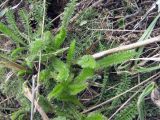 Achillea millefolium