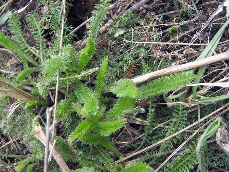 Изображение особи Achillea millefolium.