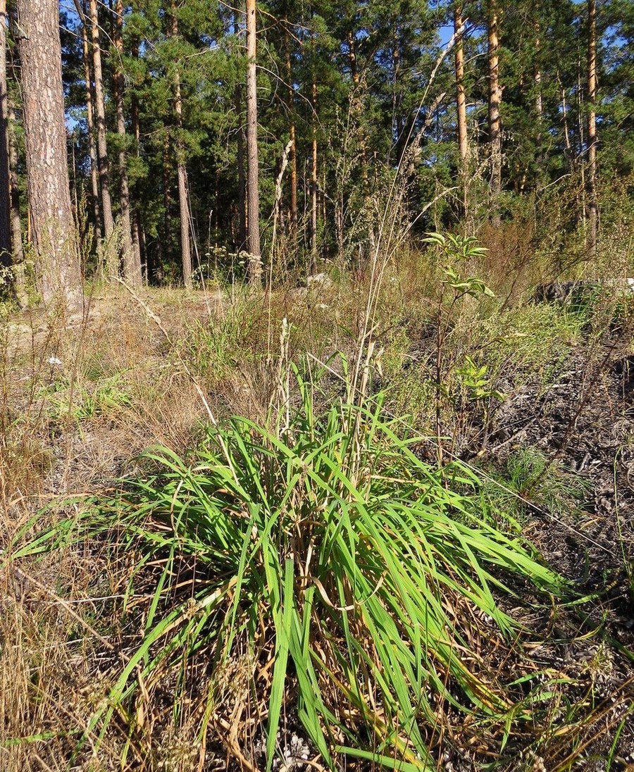 Изображение особи Dactylis glomerata.