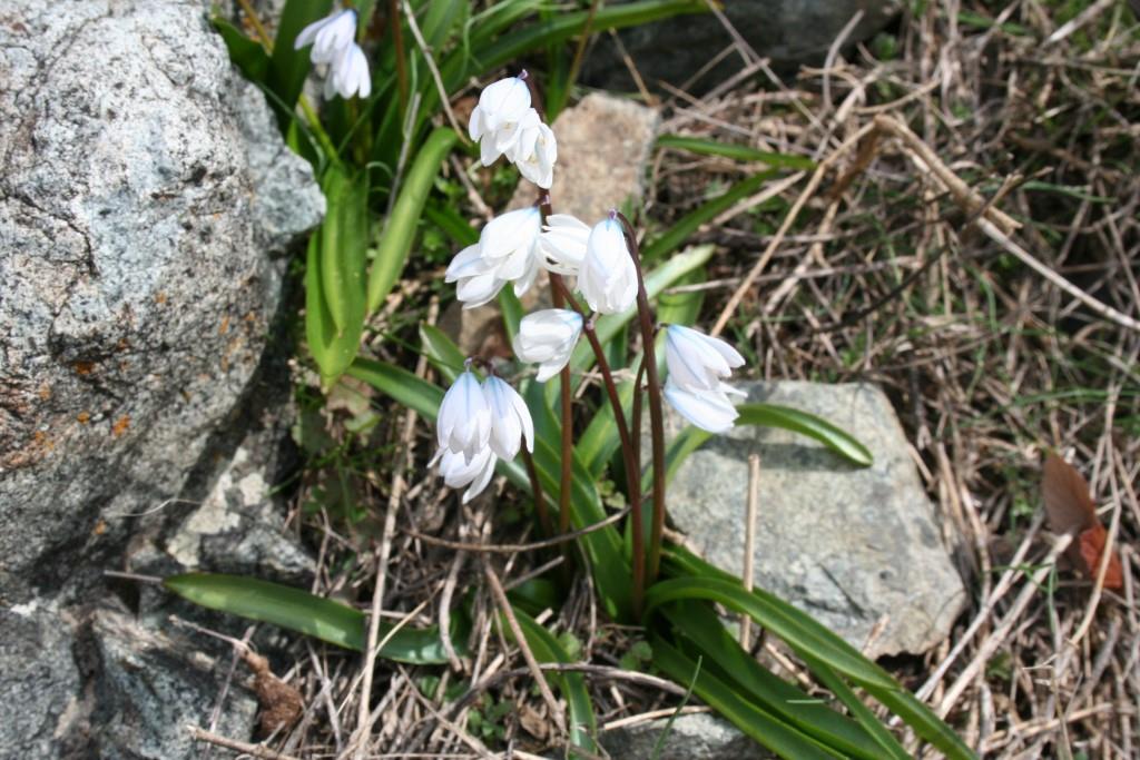 Изображение особи Scilla mischtschenkoana.