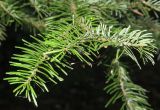 Abies sachalinensis. Верхушка побега. Приморский край, Уссурийский городской округ, окр. с. Горно-Таёжное, Дендрарий ГТС им. Комарова. 06.07.2016.