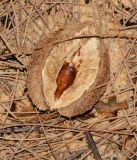 Terminalia catappa