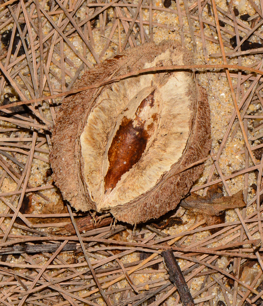 Изображение особи Terminalia catappa.