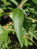 Phlomis pungens