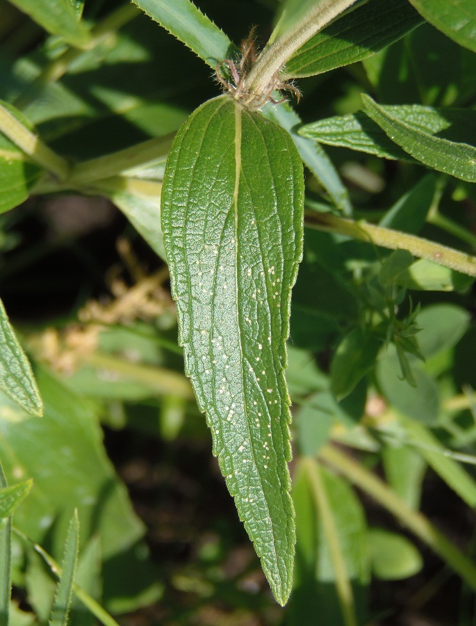 Image of Phlomis pungens specimen.