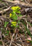 Euphorbia alpina