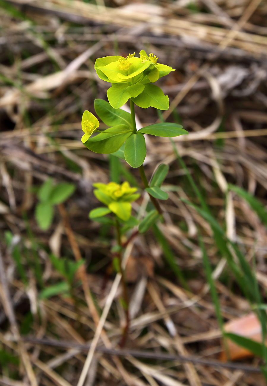 Изображение особи Euphorbia alpina.