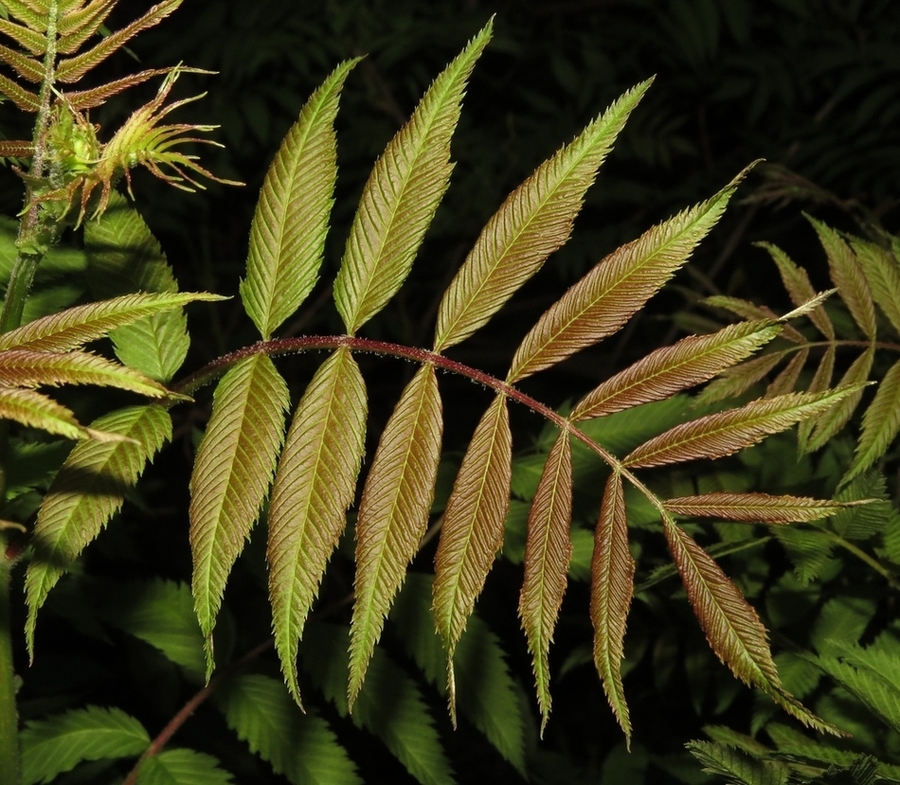 Изображение особи Sorbaria sorbifolia.