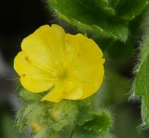 Image of Aremonia agrimonoides specimen.